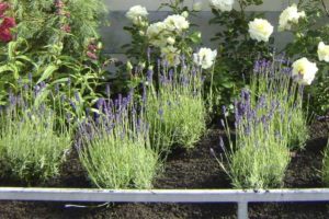 Planten voor in je tuin door Spruit en van der Velde